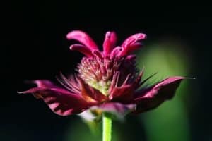 Bee balm