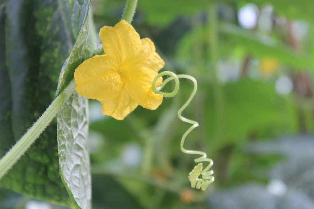 Vine Cucumber