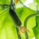 cucumber plant