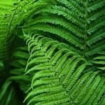 Fern plant
