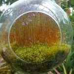 Sundew Plant
