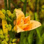 bird netting