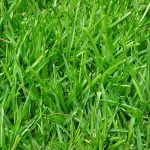 Lawn Fertilizer